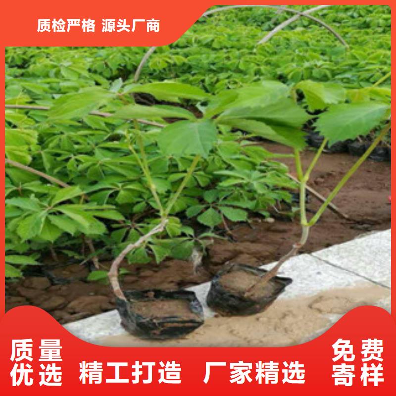 宿根花卉水生植物/荷花睡莲一手货源源头厂家