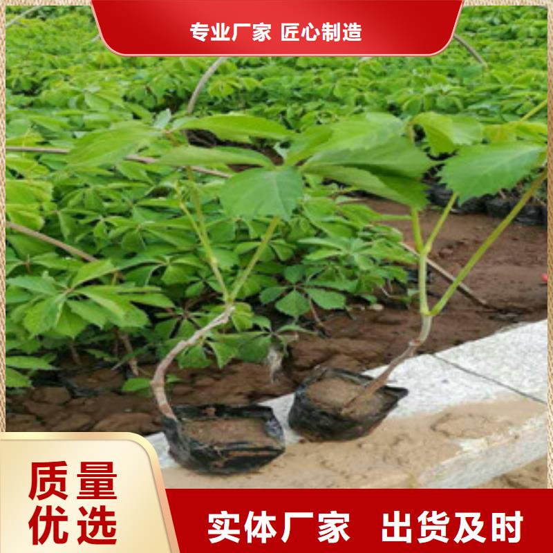宿根花卉,【耐寒耐旱草花基地】品质优选