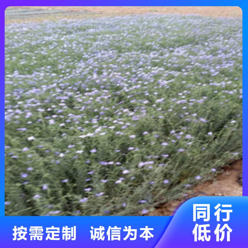 宿根花卉【耐寒耐旱草花基地】诚信为本