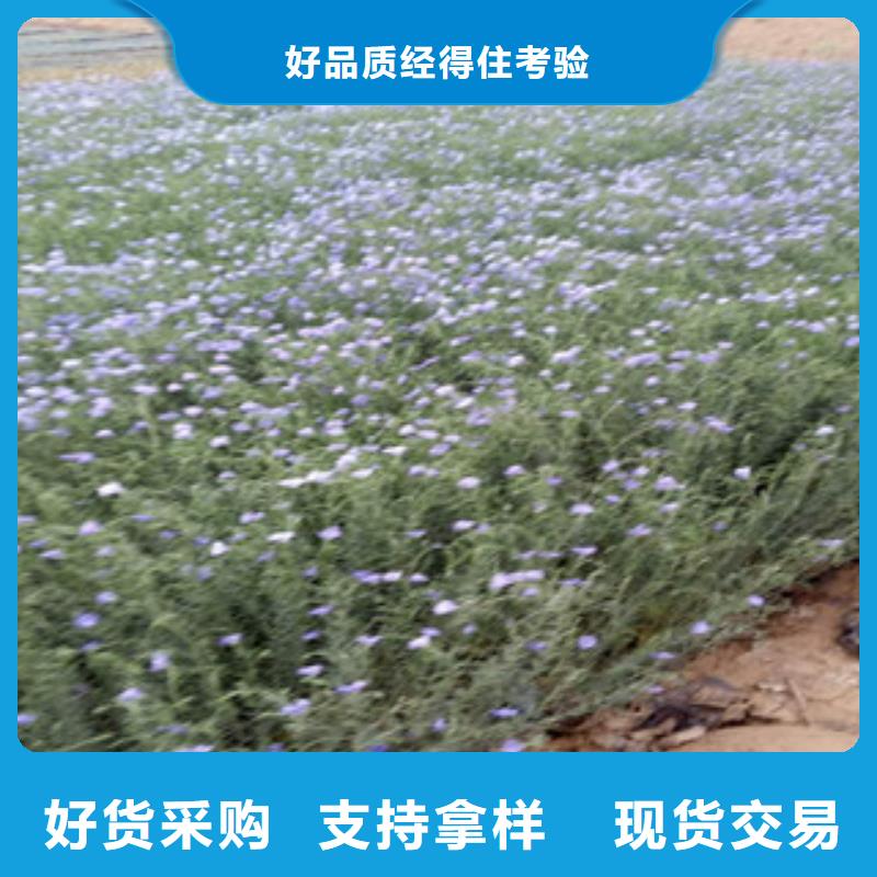宿根花卉【耐寒耐旱草花基地】诚信为本