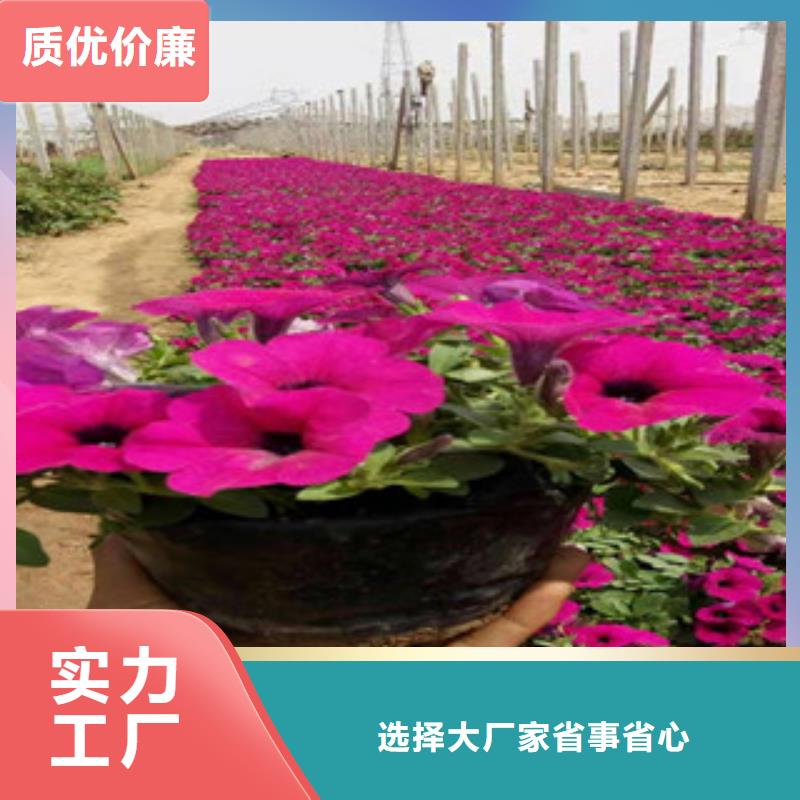 宿根花卉,宿根花卉基地实体厂家大量现货