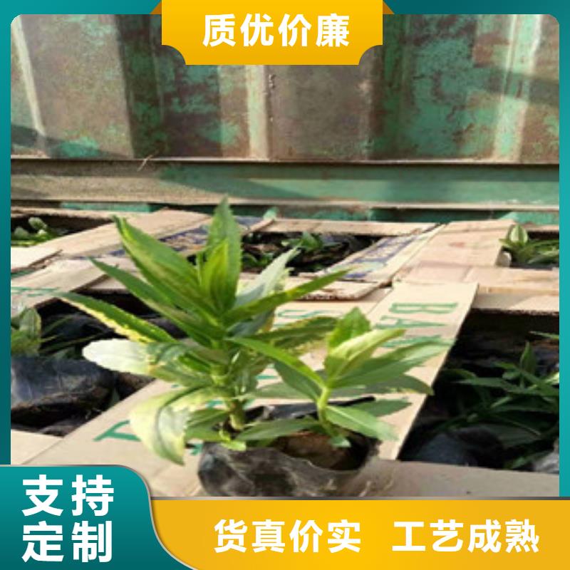 宿根花卉宿根花卉基地高质量高信誉