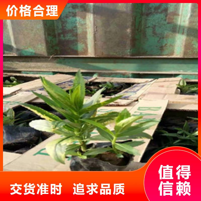 宿根花卉【柳叶马鞭草/薰衣草】性价比高