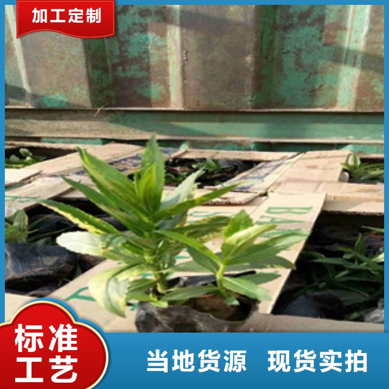 宿根花卉柳叶马鞭草/薰衣草工艺层层把关