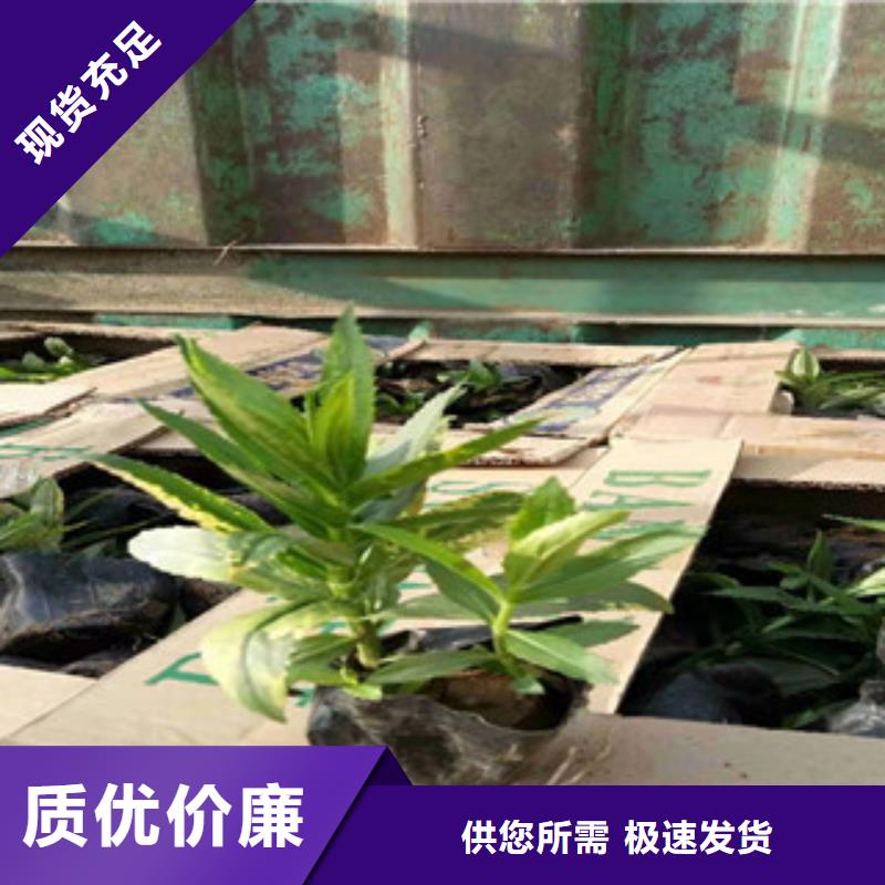 宿根花卉柳叶马鞭草/薰衣草不只是质量好