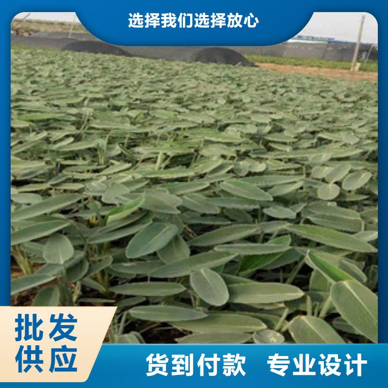 宿根花卉-五一国庆草花批发定制不额外收费