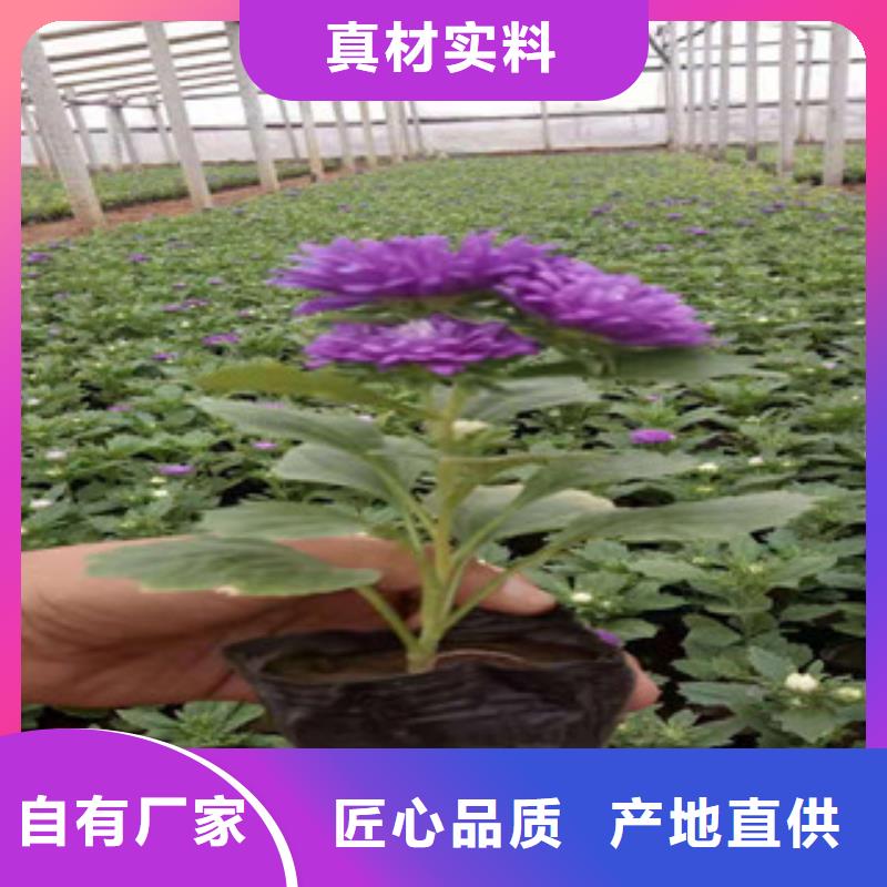 宿根花卉【耐寒耐旱草花基地】诚信为本