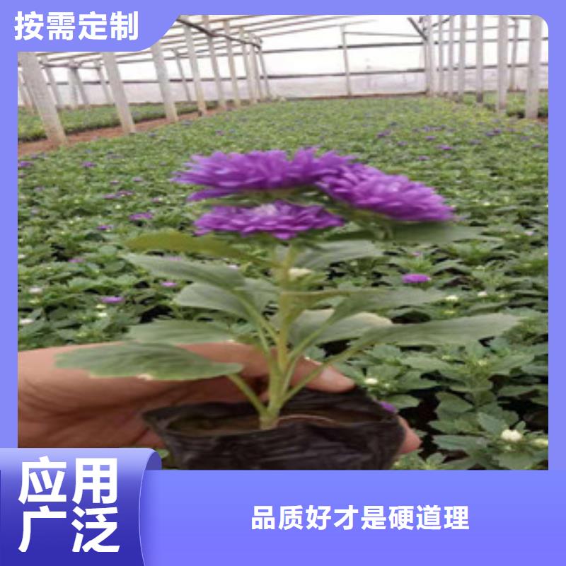 宿根花卉水生植物/荷花睡莲一手货源源头厂家