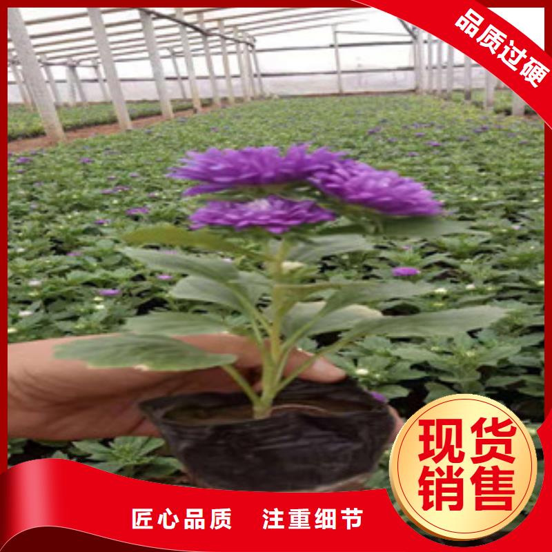 宿根花卉【柳叶马鞭草/薰衣草】性价比高