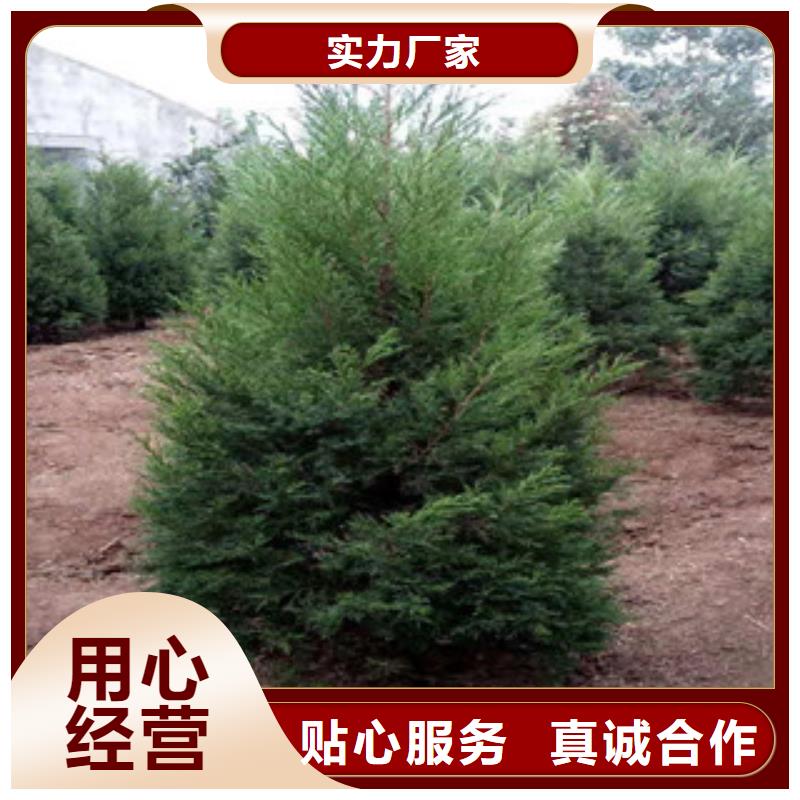 宿根花卉耐寒耐旱草花基地精品优选