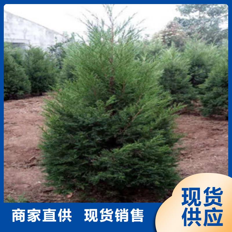 宿根花卉【时令花卉/绿化草花价格】质量为本