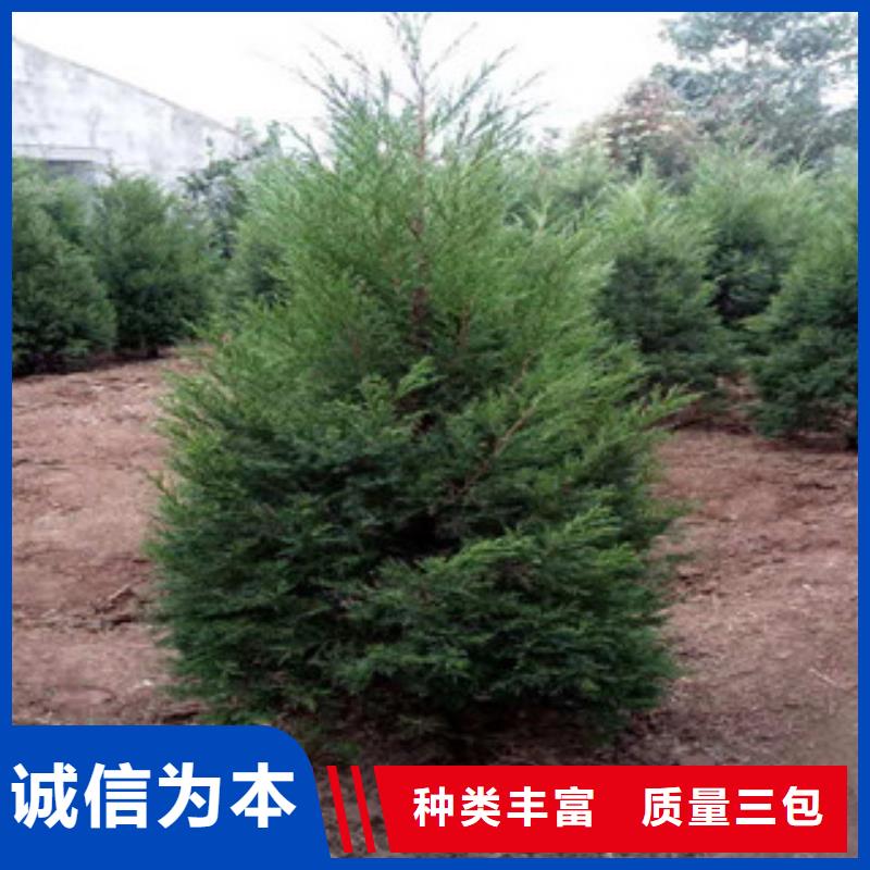 宿根花卉【柳叶马鞭草/薰衣草】性价比高