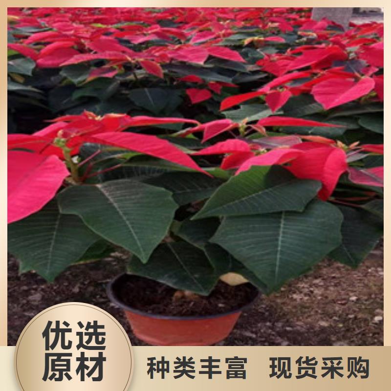 宿根花卉,【耐寒耐旱草花基地】品质优选