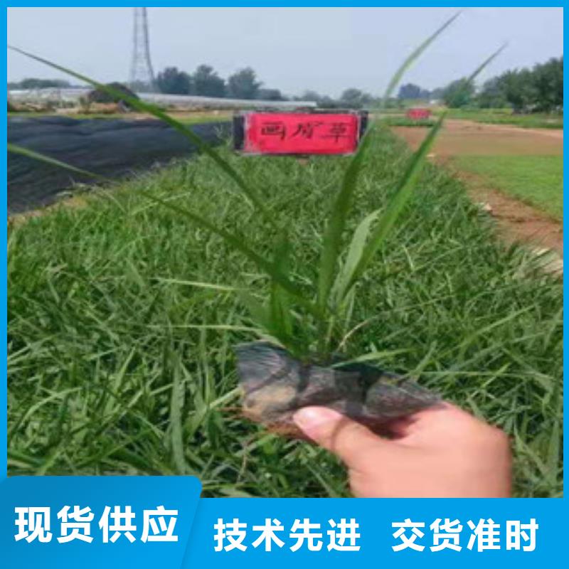 宿根花卉,【耐寒耐旱草花基地】品质优选