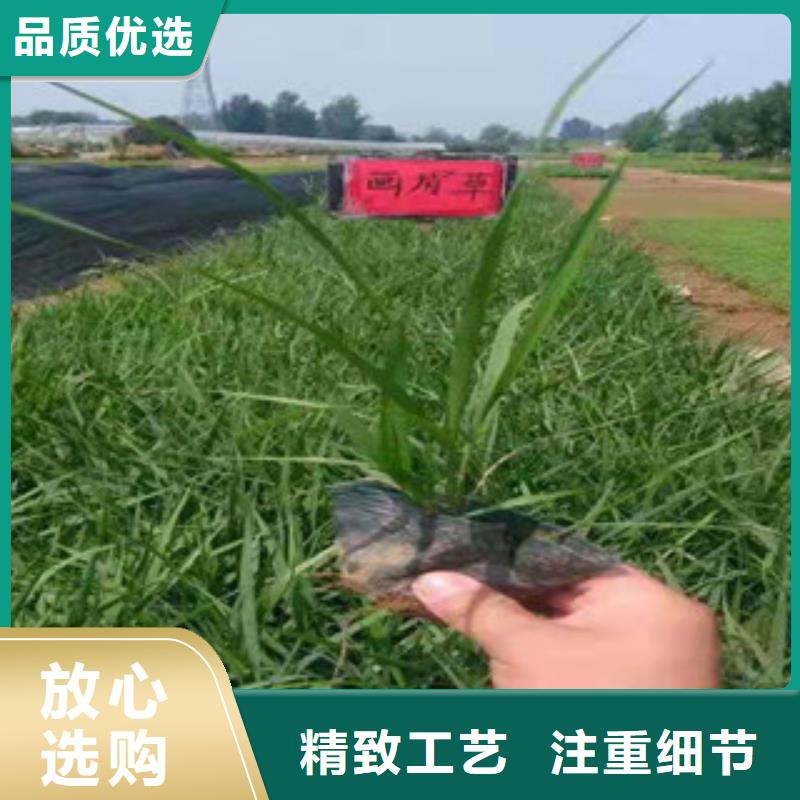宿根花卉_【柳叶马鞭草/薰衣草】发货迅速