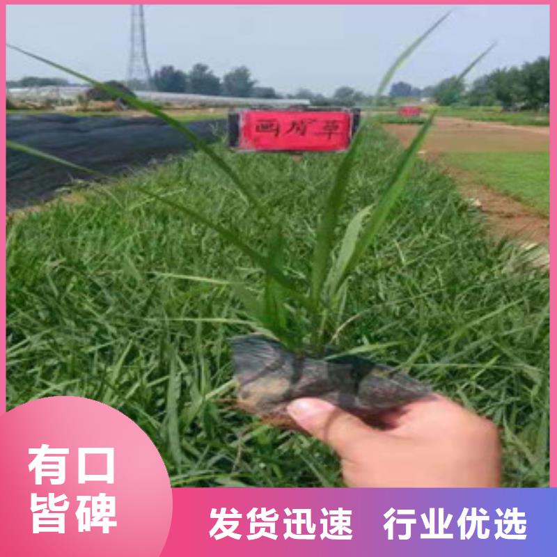 宿根花卉鲁冰花/粉黛乱子草厂家案例