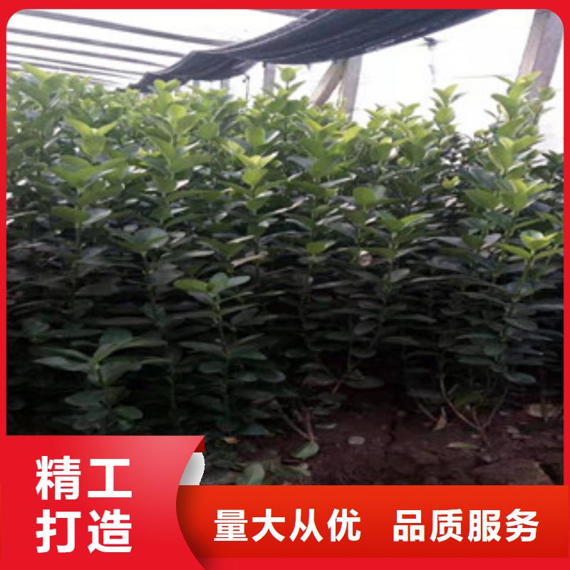 宿根花卉,【耐寒耐旱草花基地】品质优选