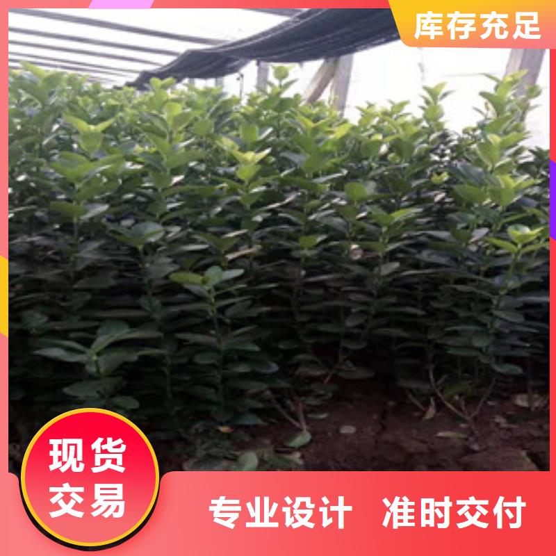 宿根花卉_五一国庆草花批发可定制