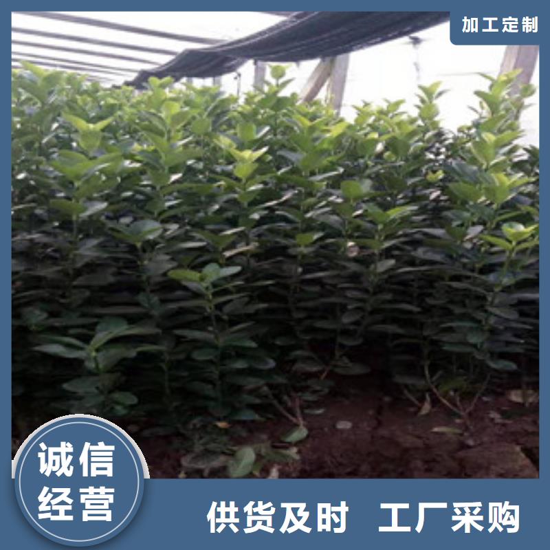 【宿根花卉】宿根花卉基地厂家直销值得选择