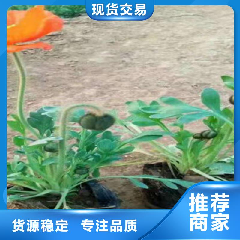 【宿根花卉】-宿根花卉基地质检严格放心品质