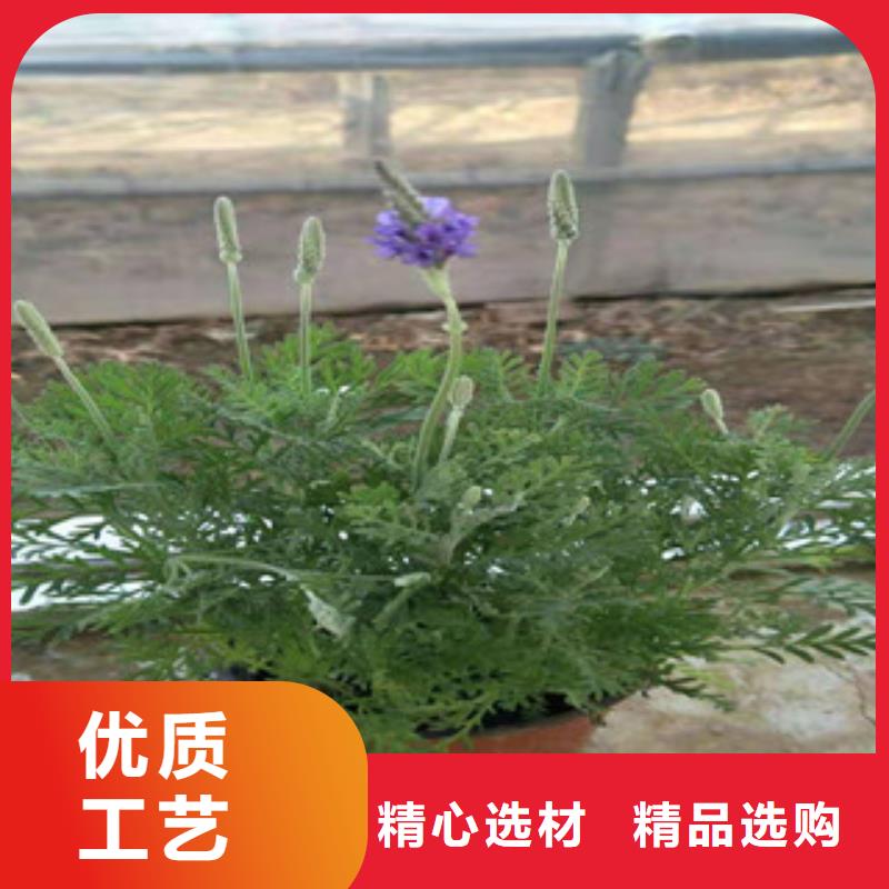 宿根花卉,【耐寒耐旱草花基地】品质优选