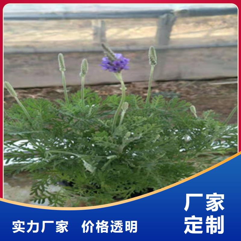 宿根花卉,时令花卉/绿化草花价格实力派厂家