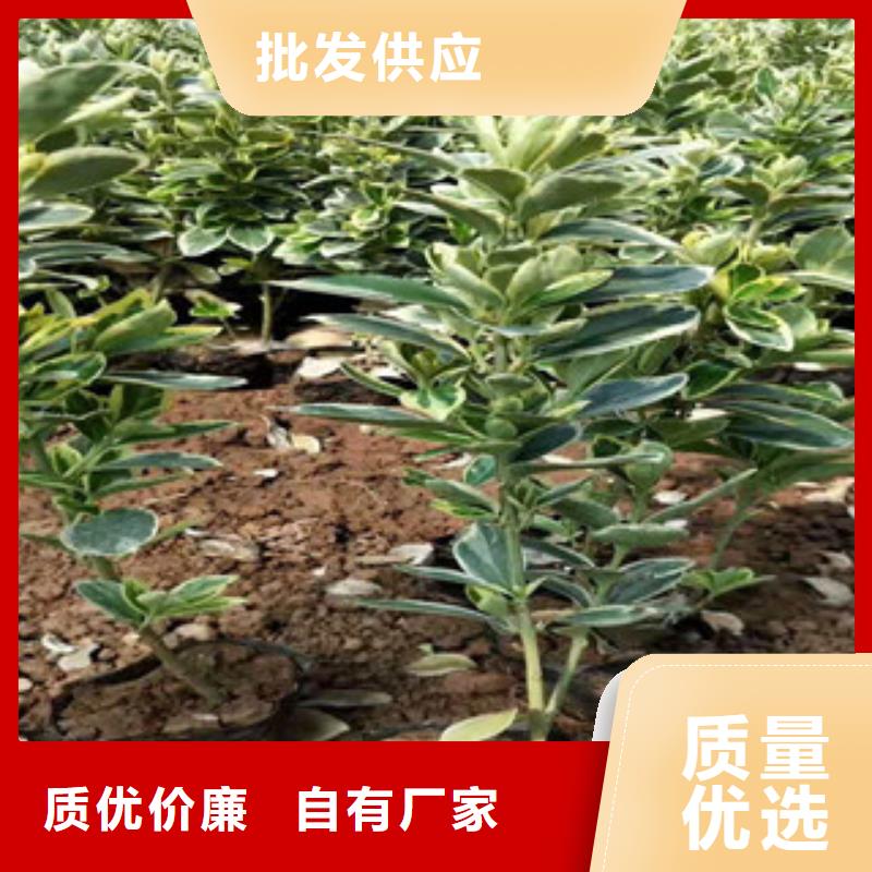 宿根花卉_耐寒耐旱草花基地品质过硬