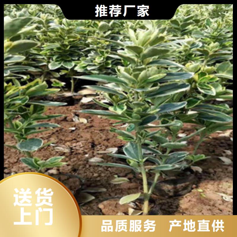 宿根花卉鲁冰花/粉黛乱子草厂家案例