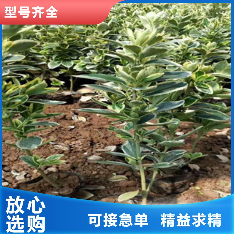 宿根花卉,宿根花卉基地实体厂家大量现货