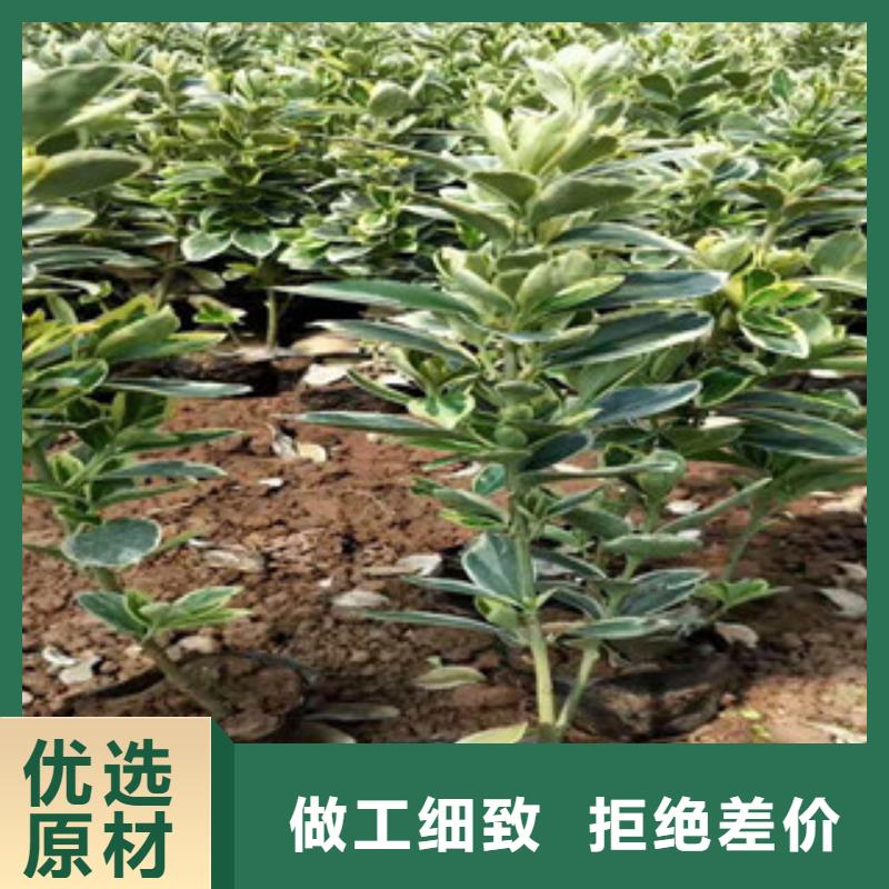 宿根花卉耐寒耐旱草花基地精品优选