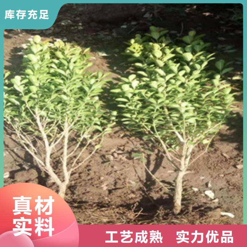 宿根花卉【耐寒耐旱草花基地】诚信为本