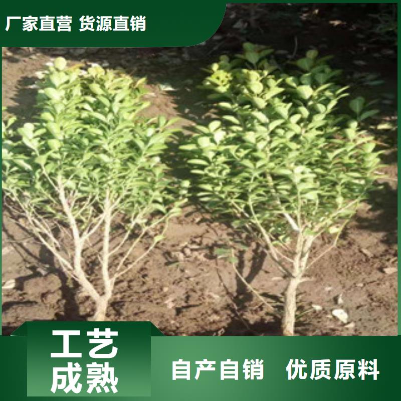 宿根花卉【时令花卉/绿化草花价格】质量为本