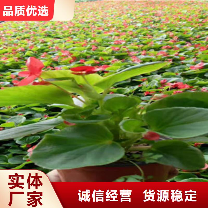 宿根花卉柳叶马鞭草/薰衣草工艺层层把关