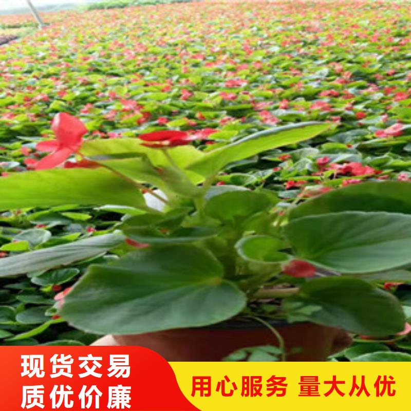 宿根花卉鲁冰花/粉黛乱子草厂家案例