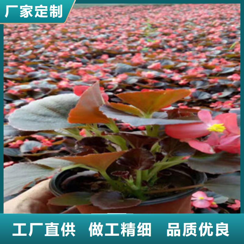 【宿根花卉-五一国庆草花批发厂家实力雄厚】