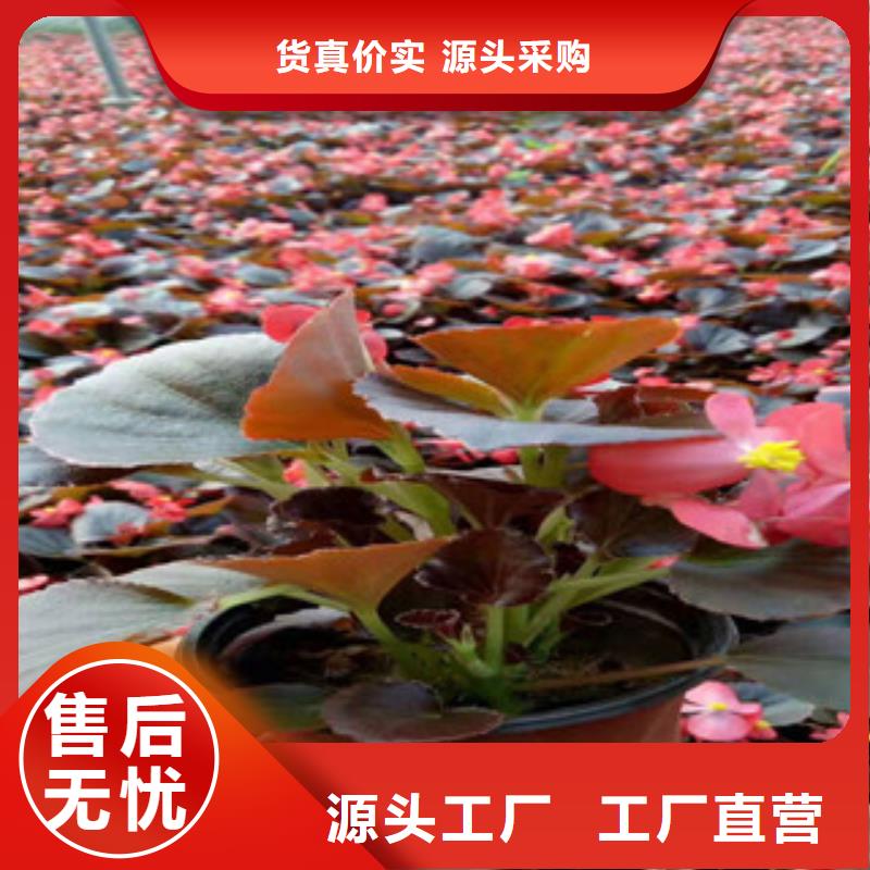 宿根花卉,【耐寒耐旱草花基地】品质优选