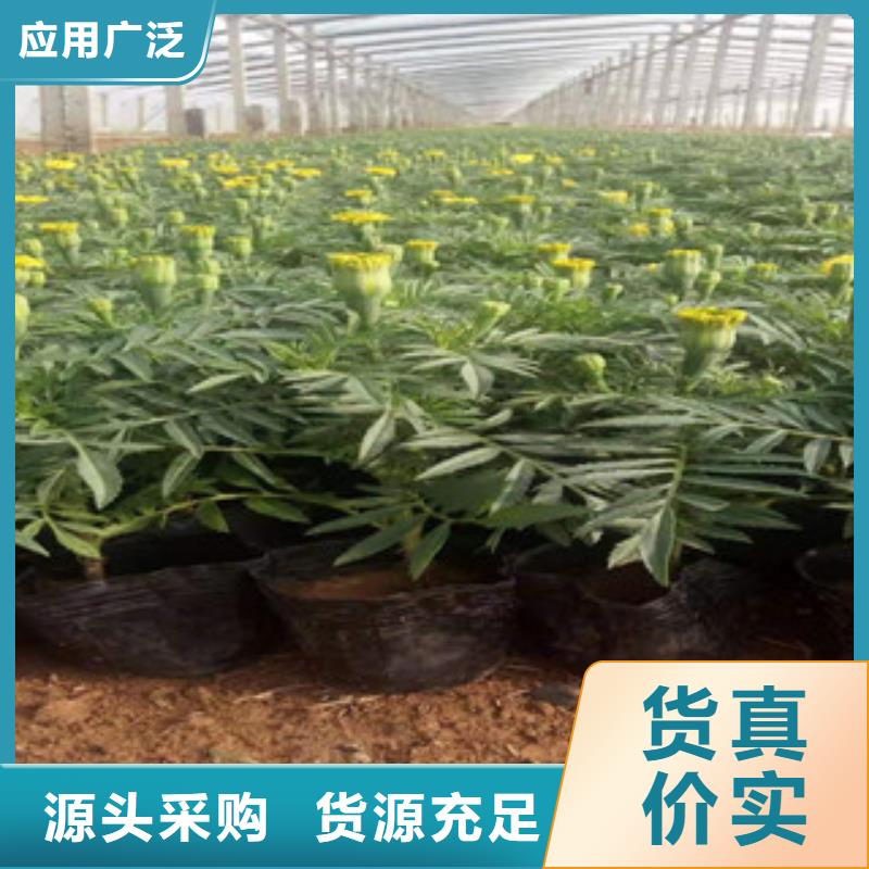 宿根花卉耐寒耐旱草花基地精品优选