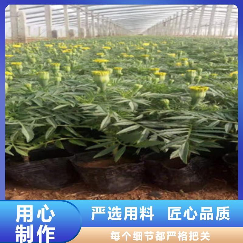 宿根花卉,【耐寒耐旱草花基地】品质优选