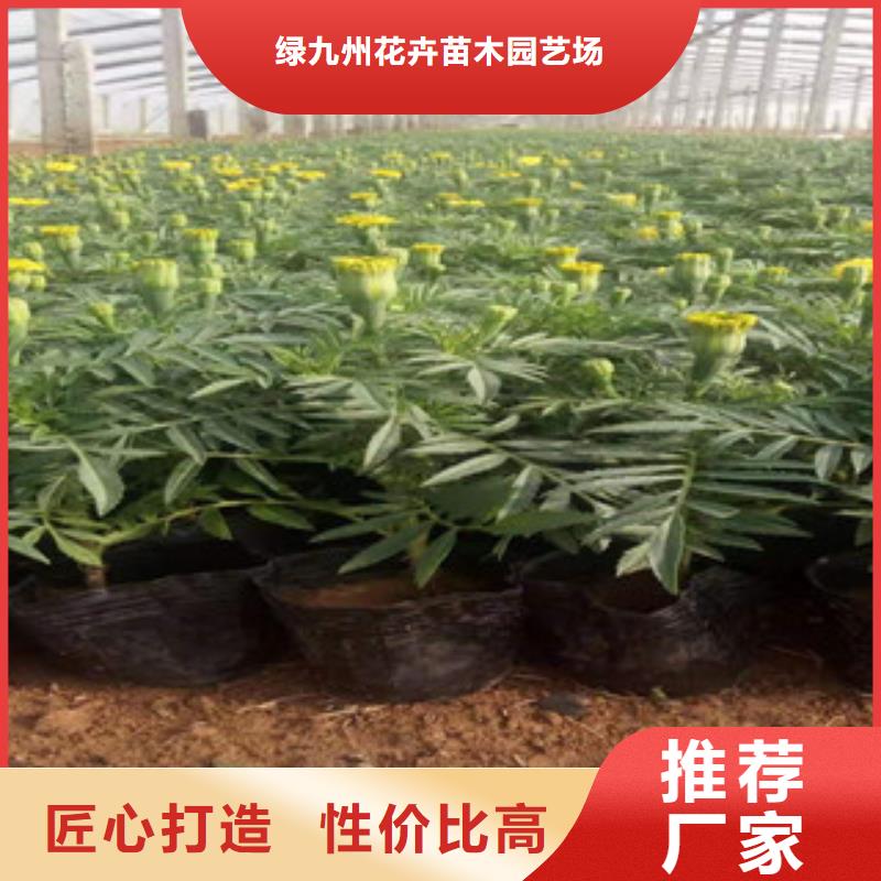 宿根花卉_耐寒耐旱草花基地品质过硬