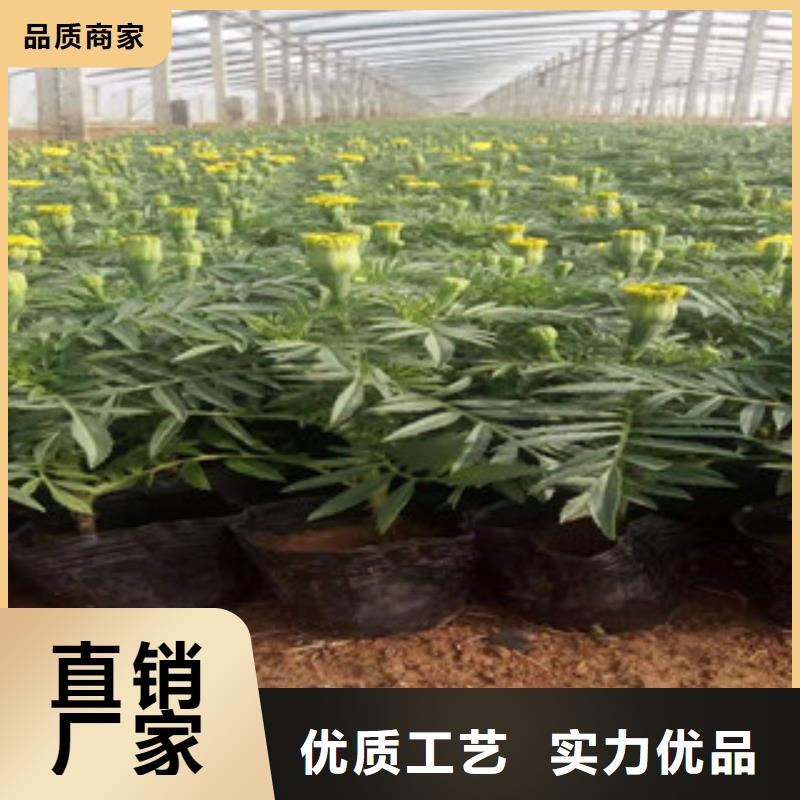 宿根花卉水生植物/荷花睡莲一手货源源头厂家