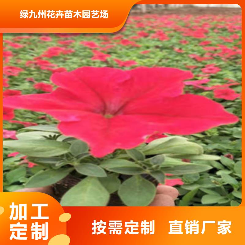 宿根花卉,宿根花卉基地实体厂家大量现货