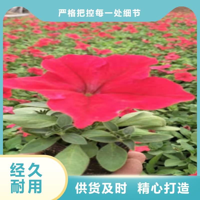 【宿根花卉-五一国庆草花批发厂家实力雄厚】