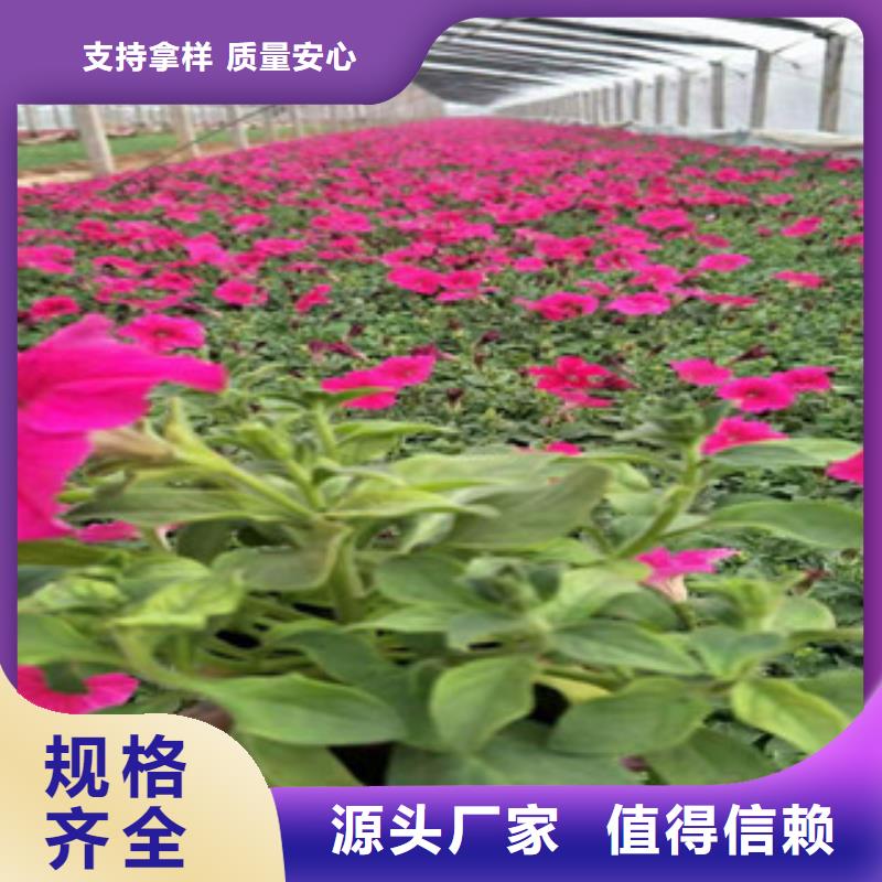 宿根花卉,时令花卉/绿化草花价格实力派厂家