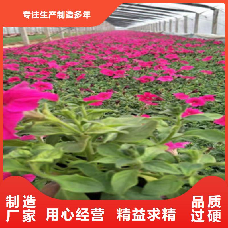 宿根花卉_【时令花卉/绿化草花价格】省心又省钱