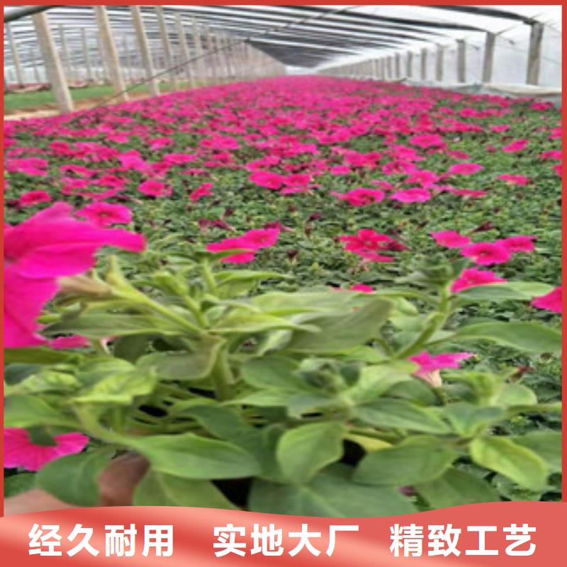 宿根花卉_五一国庆草花批发可定制