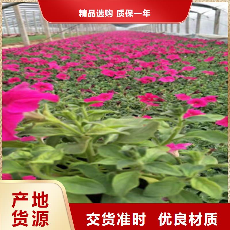 宿根花卉-五一国庆草花批发定制不额外收费