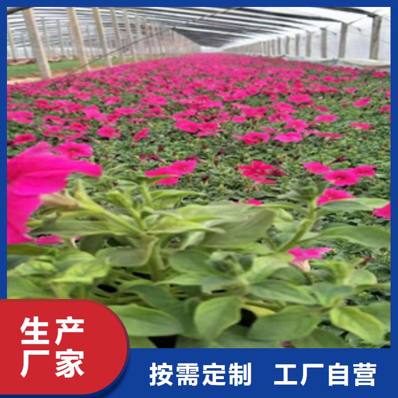 宿根花卉,【耐寒耐旱草花基地】品质优选