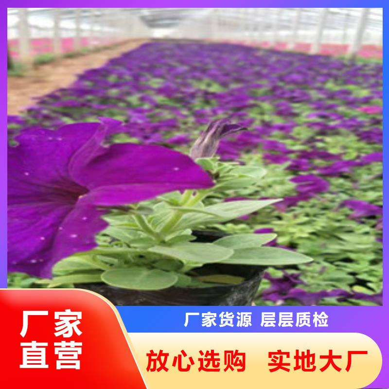 宿根花卉鲁冰花/粉黛乱子草厂家案例