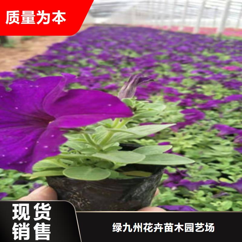 宿根花卉【耐寒耐旱草花基地】诚信为本