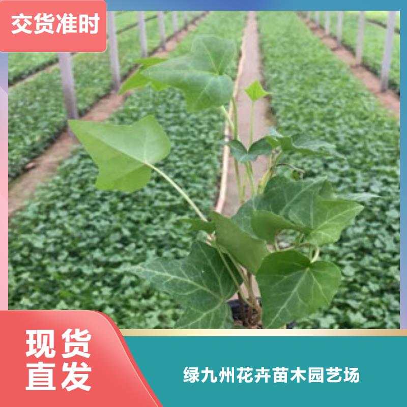 宿根花卉五一国庆草花批发一站式采购
